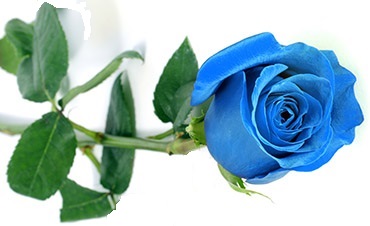 la rose bleue
