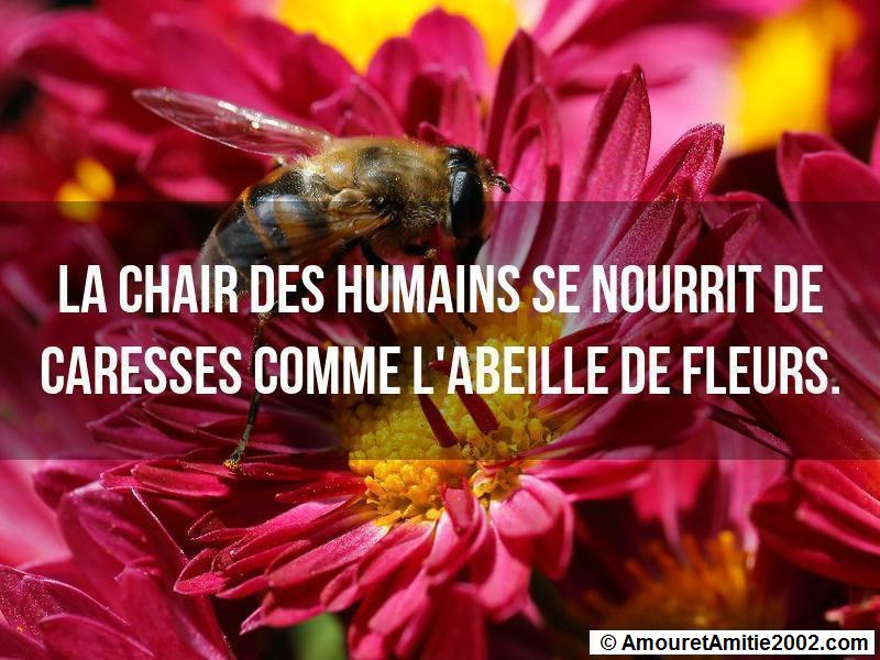 proverbe d'amour 48