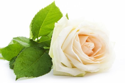 Dix Roses Pour Toi