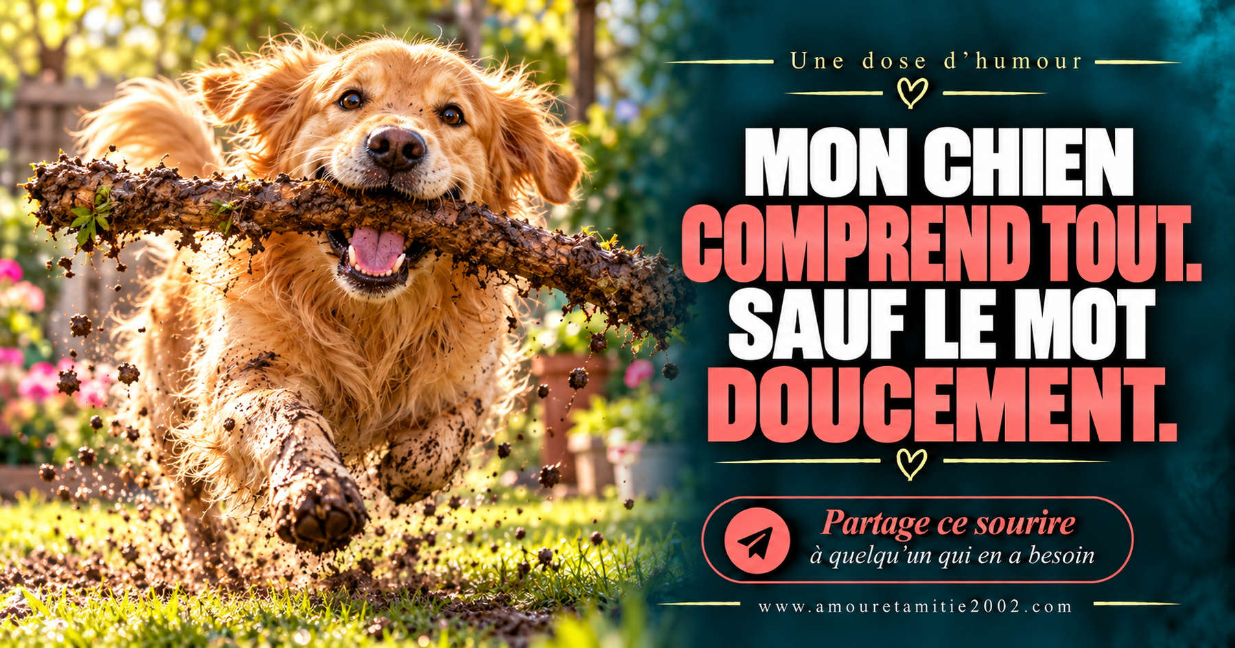 Mon chien comprend tout. Sauf le mot doucement.
