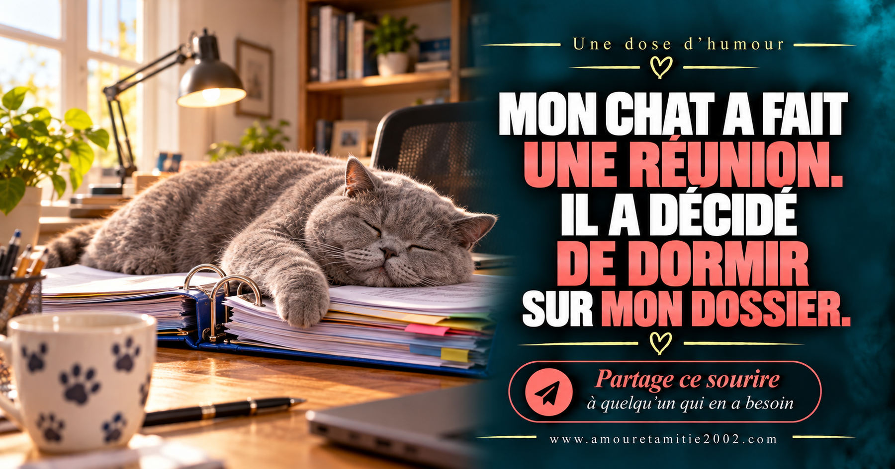 Mon chat a fait une réunion. Il a décidé de dormir sur mon dossier.