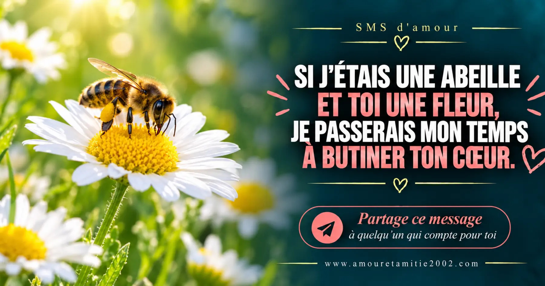Une abeille sur une marguerite blanche, avec le texte « Si j'étais une abeille et toi une fleur je passerais mon temps à butiner ton coeur. »