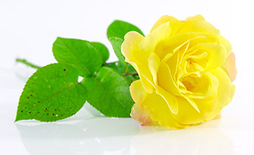 la rose jaune