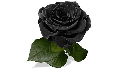 la rose noire