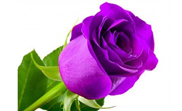 la rose violette