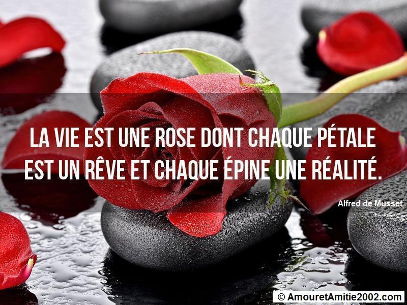 Proverbe Amour La Vie Est Une Rose Dont Chaque Petale